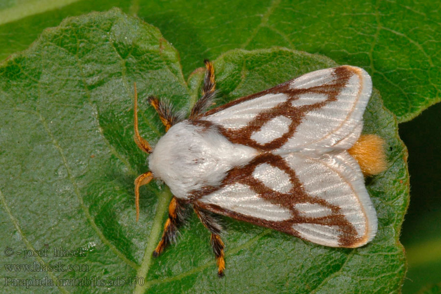 Parapluda invitabilis