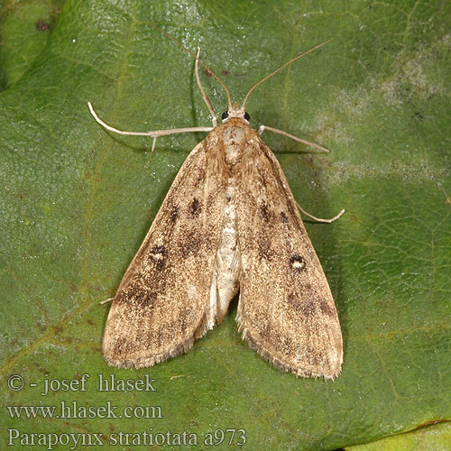 Parapoynx stratiotata Ringed China-mark