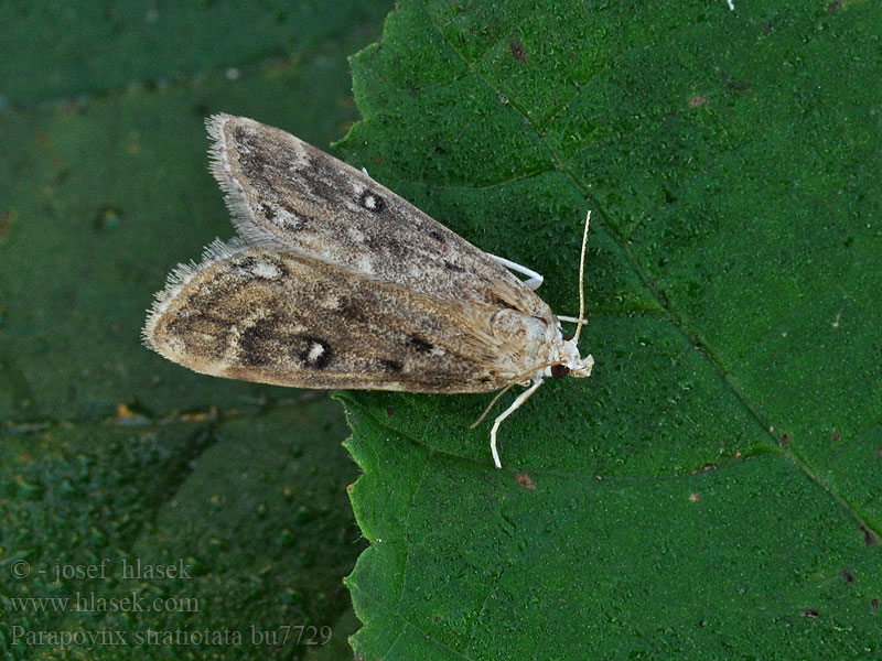 Parapoynx stratiotata Vílenka řezanová