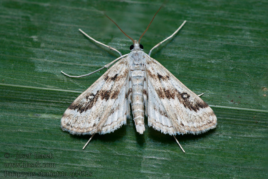 Parapoynx stratiotata