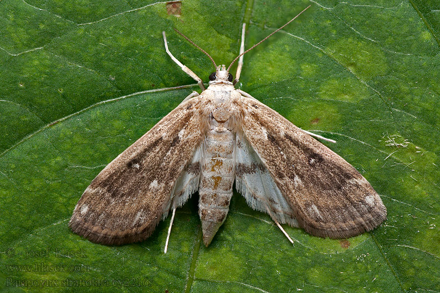 Parapoynx stratiotata