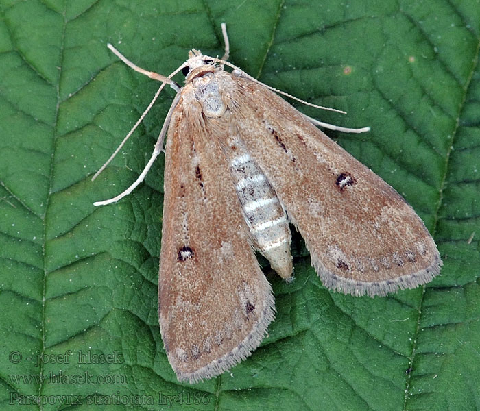 Parapoynx stratiotata Krabbenscheermot Közönséges vízimoly