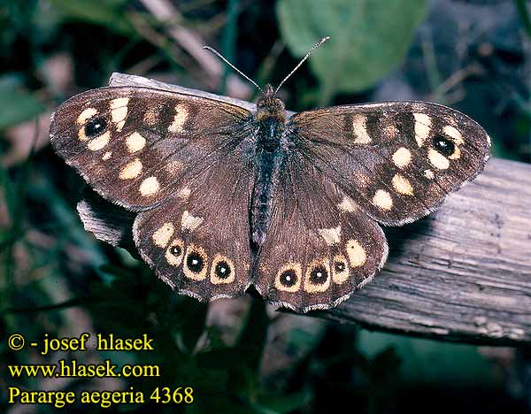 Pararge aegeria Specled Wood Tircis Erdei szemeslepke