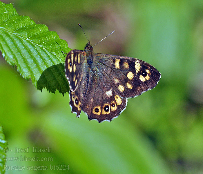 Pararge aegeria Tircis