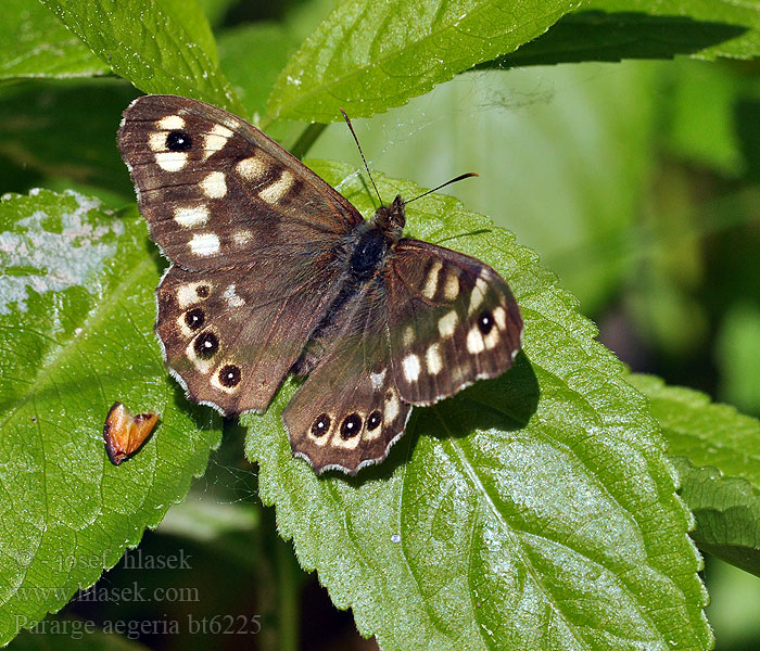 Pararge aegeria Tircis