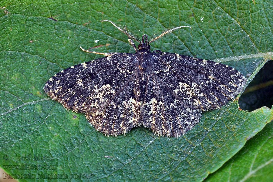 Parascotia fuliginaria Kjukefly Pamora riasová Svampfly