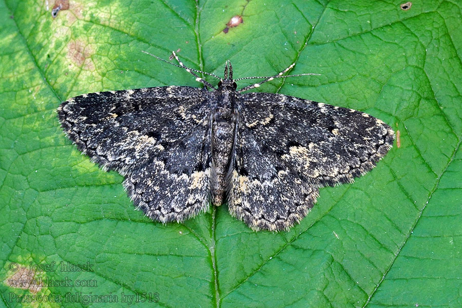 Waved Black Pilzeule Parascotia fuliginaria