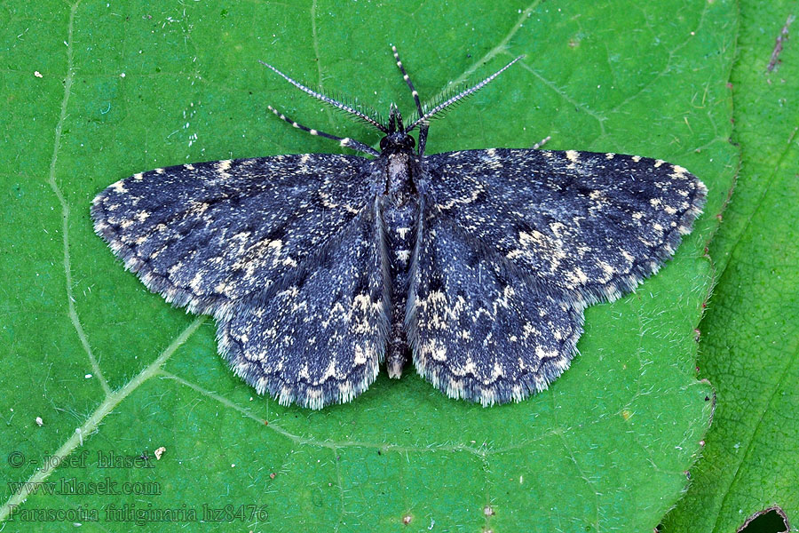 Hnědavka tmavá Parascotia fuliginaria