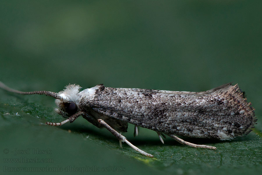 Paraswammerdamia albicapitella White-headed Ermel Priadzovec bielohlavý