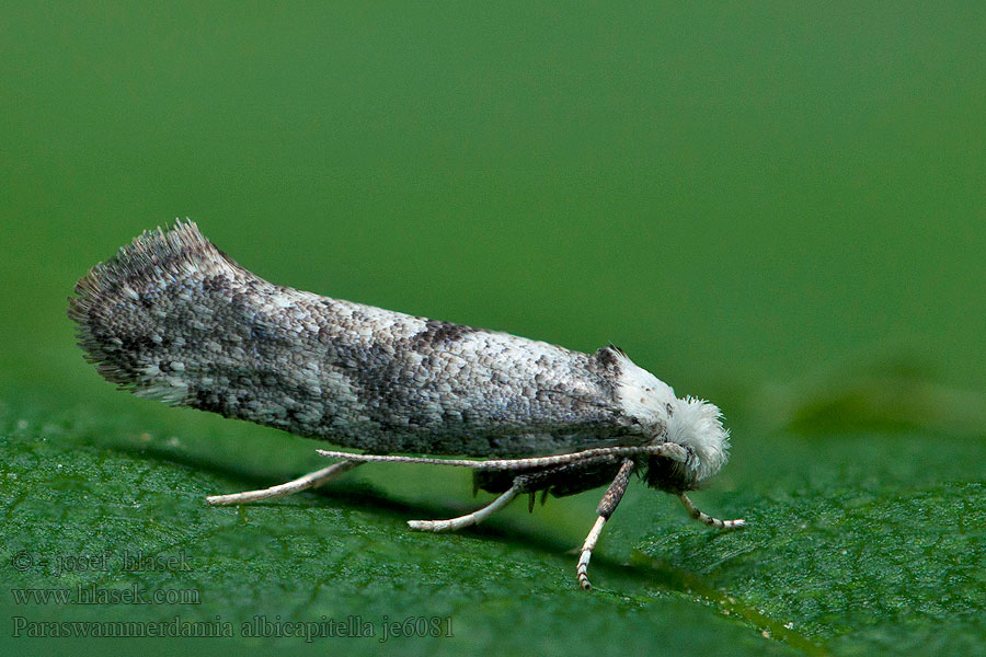 Swammerdamia White-headed Ermel Priadzovec bielohlavý Paraswammerdamia albicapitella