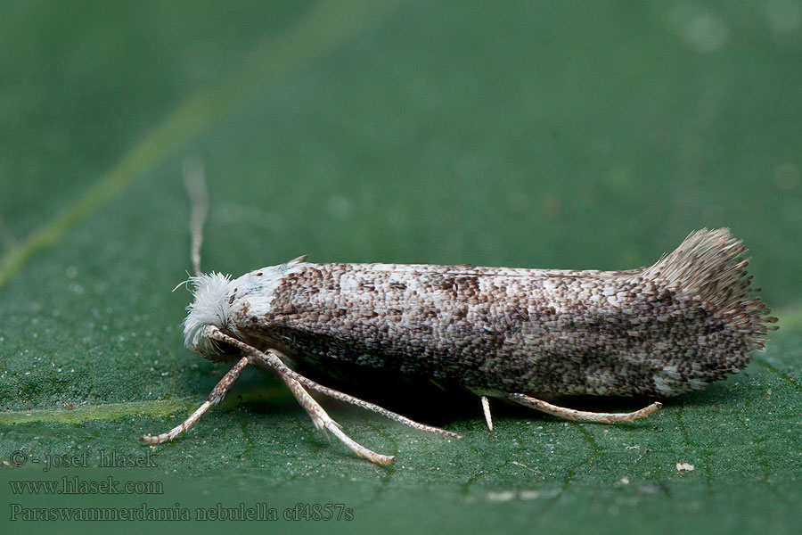 Paraswammerdamia nebulella