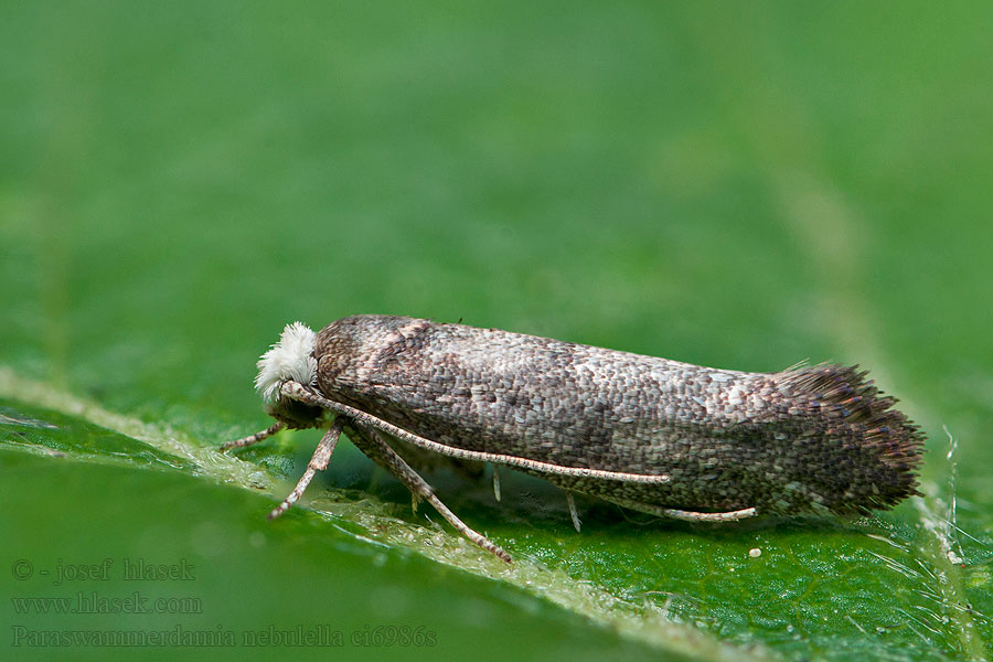 Paraswammerdamia nebulella