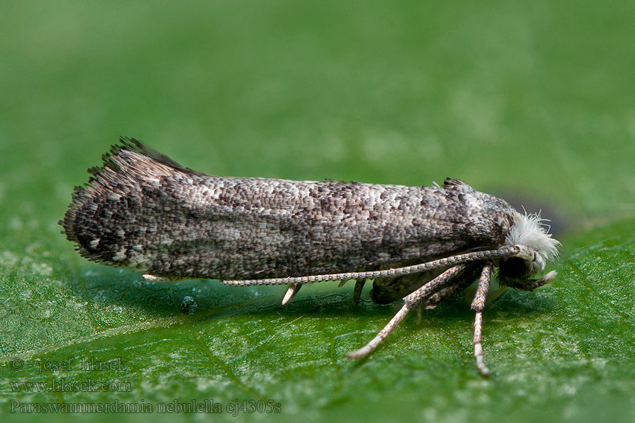 Paraswammerdamia nebulella