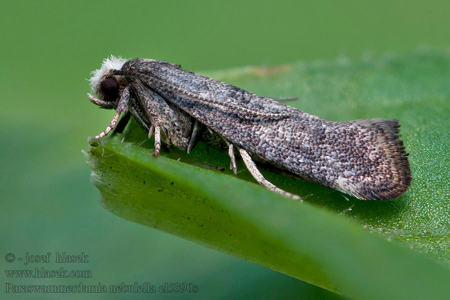 Paraswammerdamia nebulella