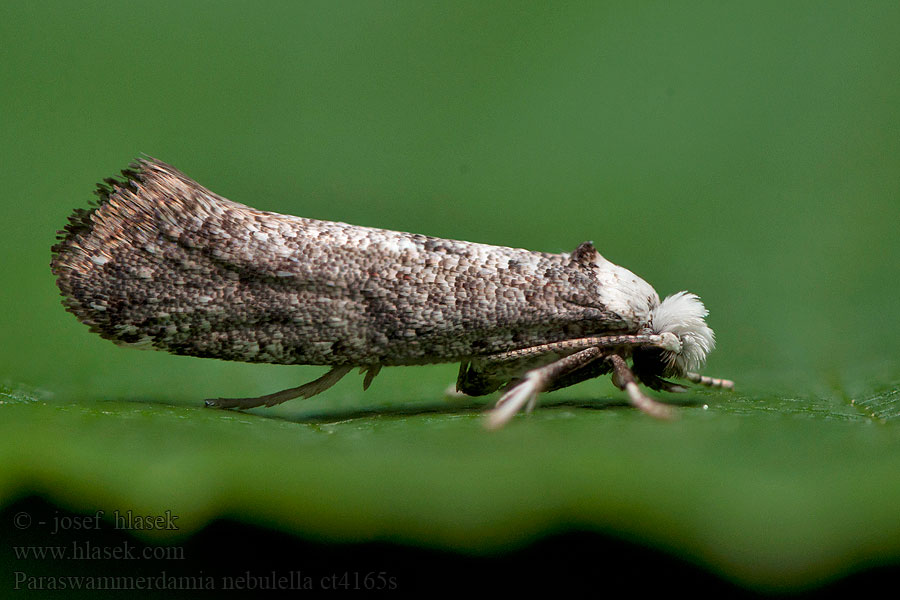 Paraswammerdamia nebulella