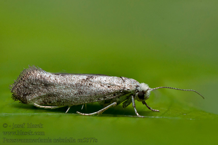 Paraswammerdamia nebulella