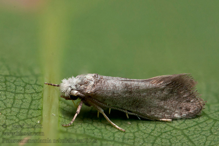 Paraswammerdamia nebulella