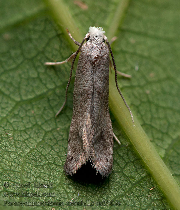 Paraswammerdamia nebulella