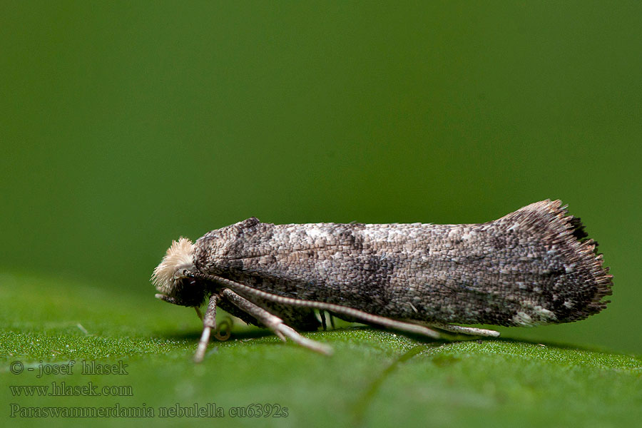 Paraswammerdamia nebulella