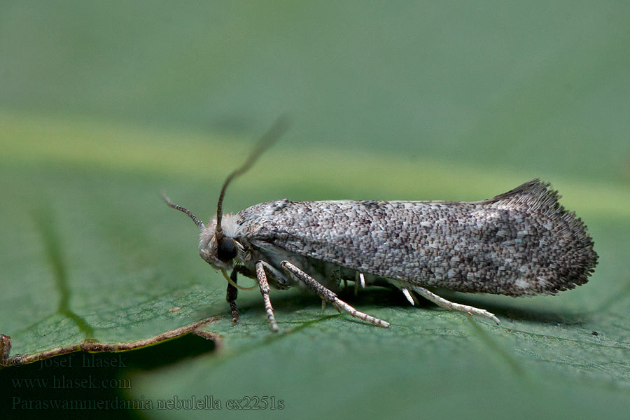 Paraswammerdamia nebulella