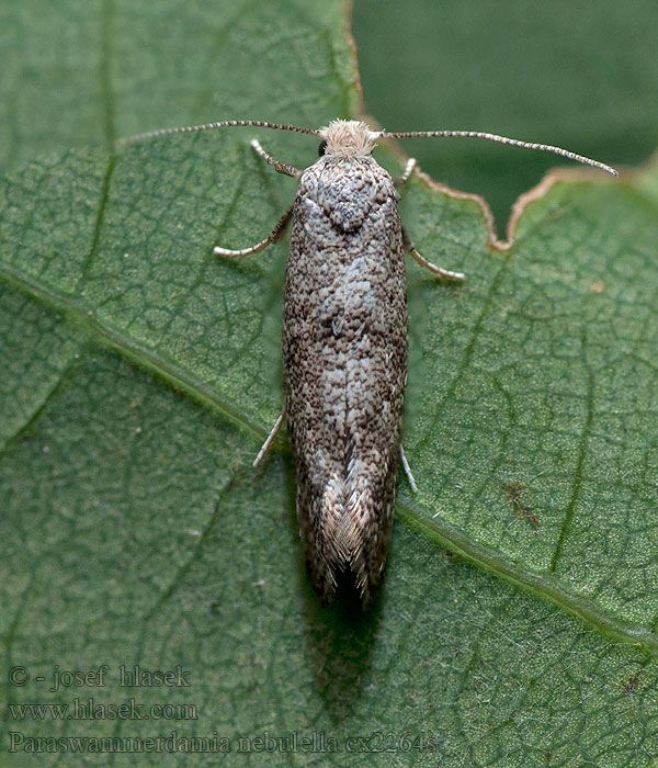 Paraswammerdamia nebulella