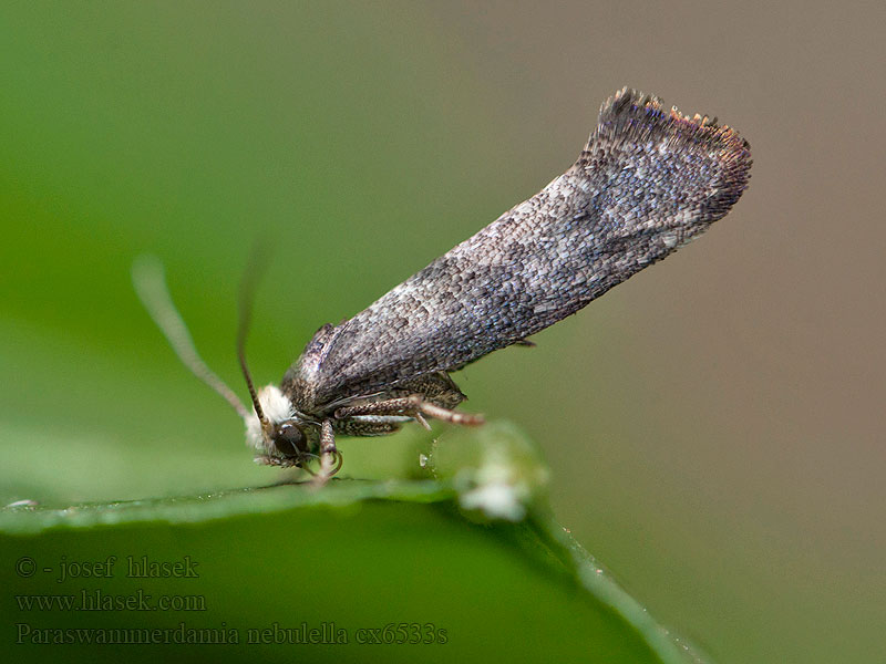 Paraswammerdamia nebulella