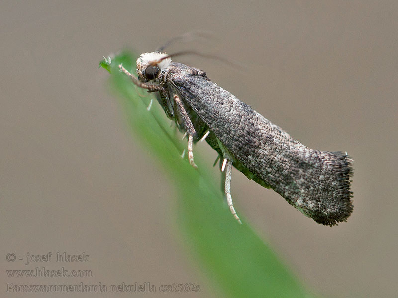 Paraswammerdamia nebulella