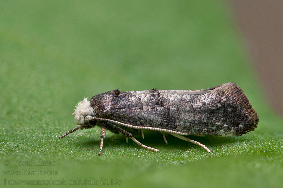 Paraswammerdamia nebulella