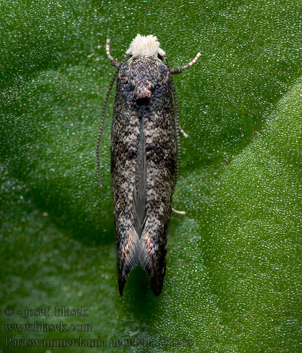 Paraswammerdamia nebulella