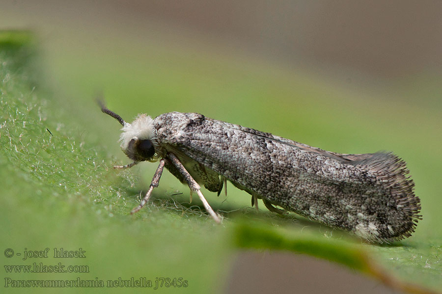 Paraswammerdamia nebulella