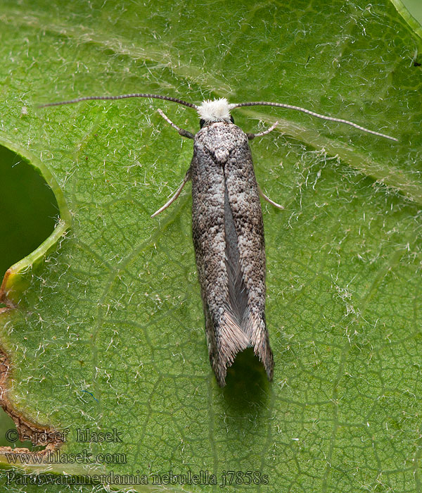 Paraswammerdamia nebulella