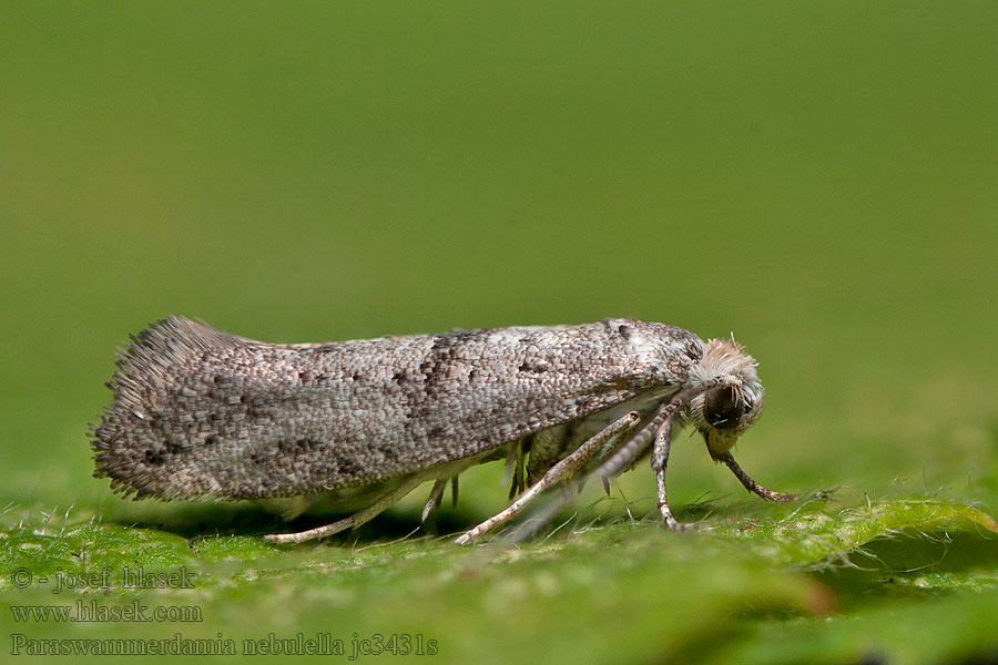 Paraswammerdamia nebulella