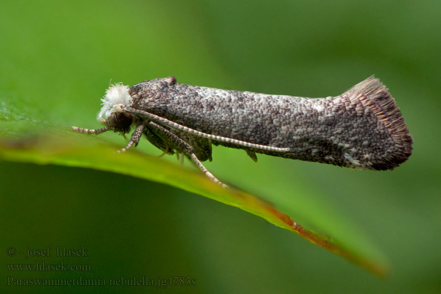 Paraswammerdamia nebulella