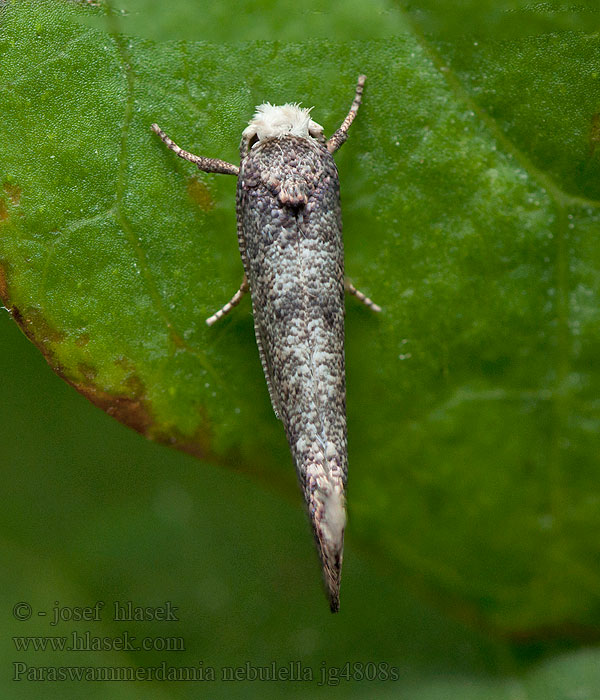 Paraswammerdamia nebulella