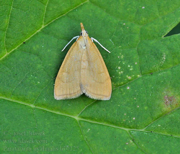 Paratalanta hyalinalis Translucent Pearl Vijačka priesvitná