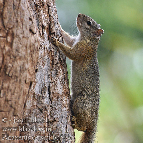 Paraxerus cepapi Smith's Bush Squirrel Yellow-footed Tree Boomeekhoring Écureuil Smith Veverka bušová Smith boseekhoorn スミスヤブリス Smith Buschhörnchen Wiewiórka drzewna Сероногая кустарниковая белка Ardilla arborícola