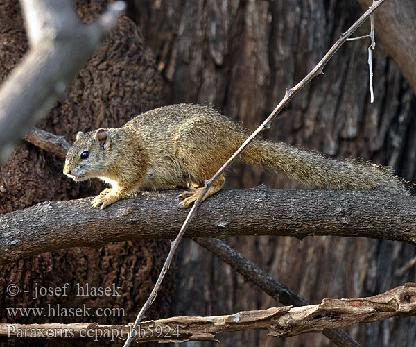 Paraxerus cepapi bb5924