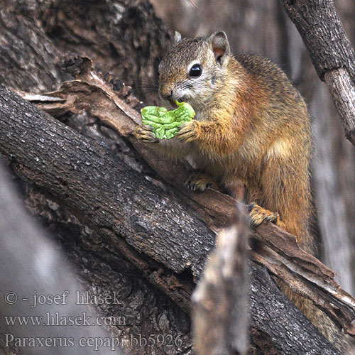 Paraxerus cepapi bb5926