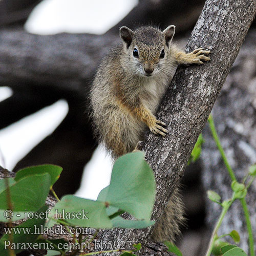 Ardilla arborícola Paraxerus cepapi Smith's Bush Squirrel