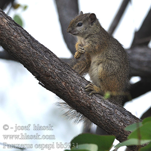 Paraxerus cepapi bb5931