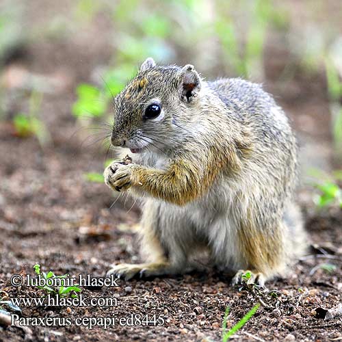 Ardilla arborícola Paraxerus cepapi Smith's Bush Squirrel