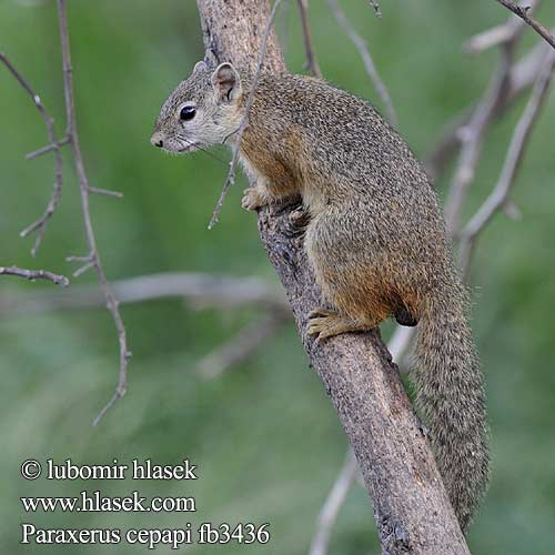 Paraxerus cepapi Smith's Bush Squirrel Yellow-footed