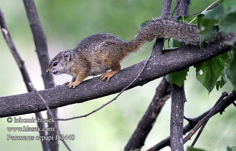 Paraxerus cepapi Smith's Bush Squirrel Yellow-footed