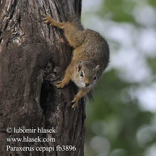 Paraxerus cepapi Smith's Bush Squirrel Yellow-footed Tree