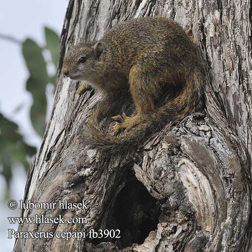 Paraxerus cepapi Smith's Bush Squirrel Yellow-footed Tree