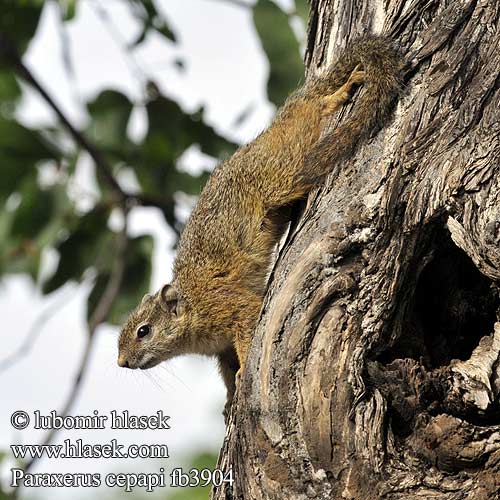 Paraxerus cepapi Smith's Bush Squirrel