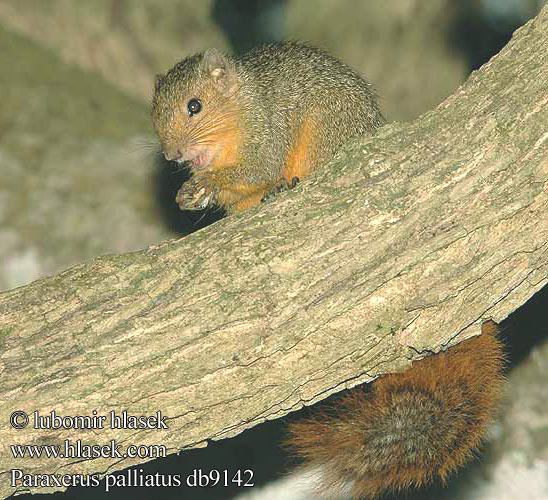 Roodstaart eekhoorn アカヤブリス Rotschwanzhörnchen Wiewiórka zaroślowa Рыжая белка Paraxerus palliatus Red Bush Squirrel Écureuil ventre rouge