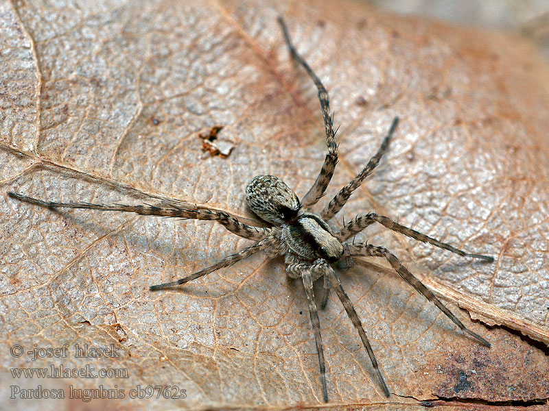 Pardosa lugubris Slíďák hajní Trauerwolfspinne Wałęsak leśny