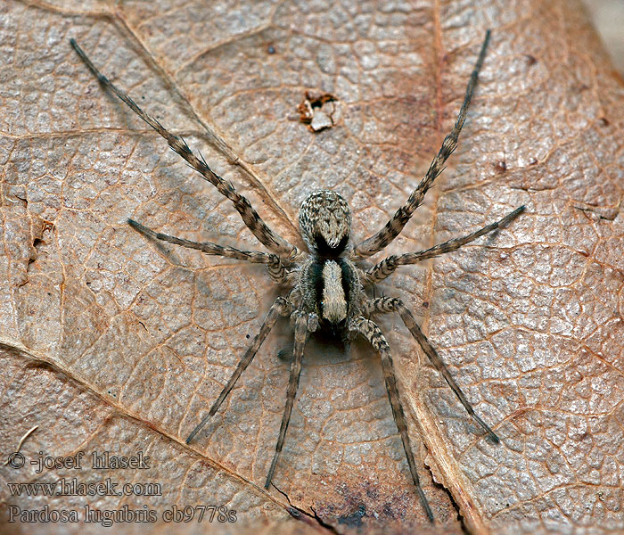 Pardosa lugubris Zwartstaartboswolfspin Lövvargspindel