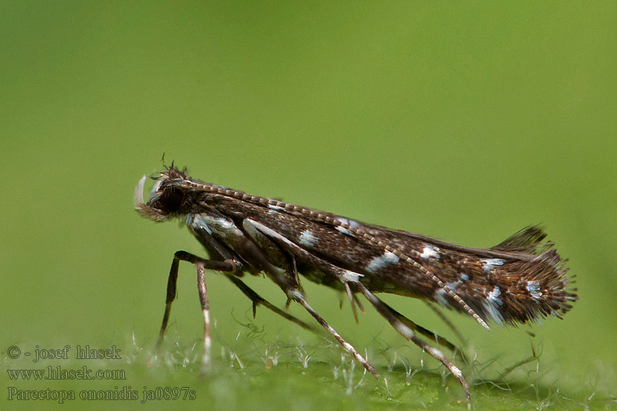 Parectopa ononidis